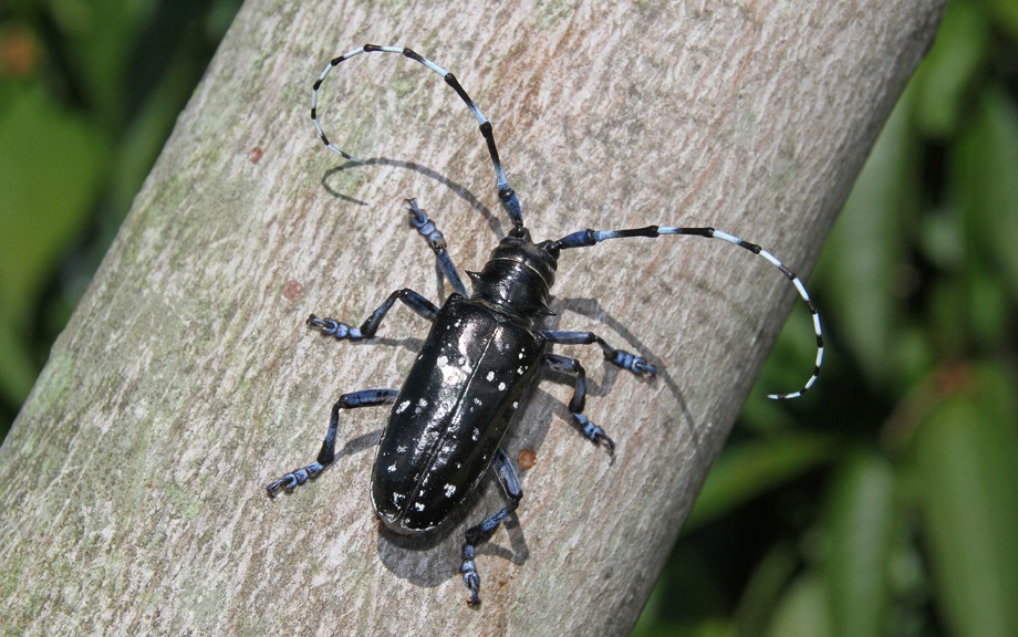 Asian Longhorn Beetle Pictures 30