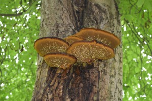 Types of tree fungus