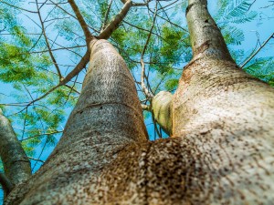 Native Tree Selection