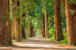 Arborist Reports Toronto