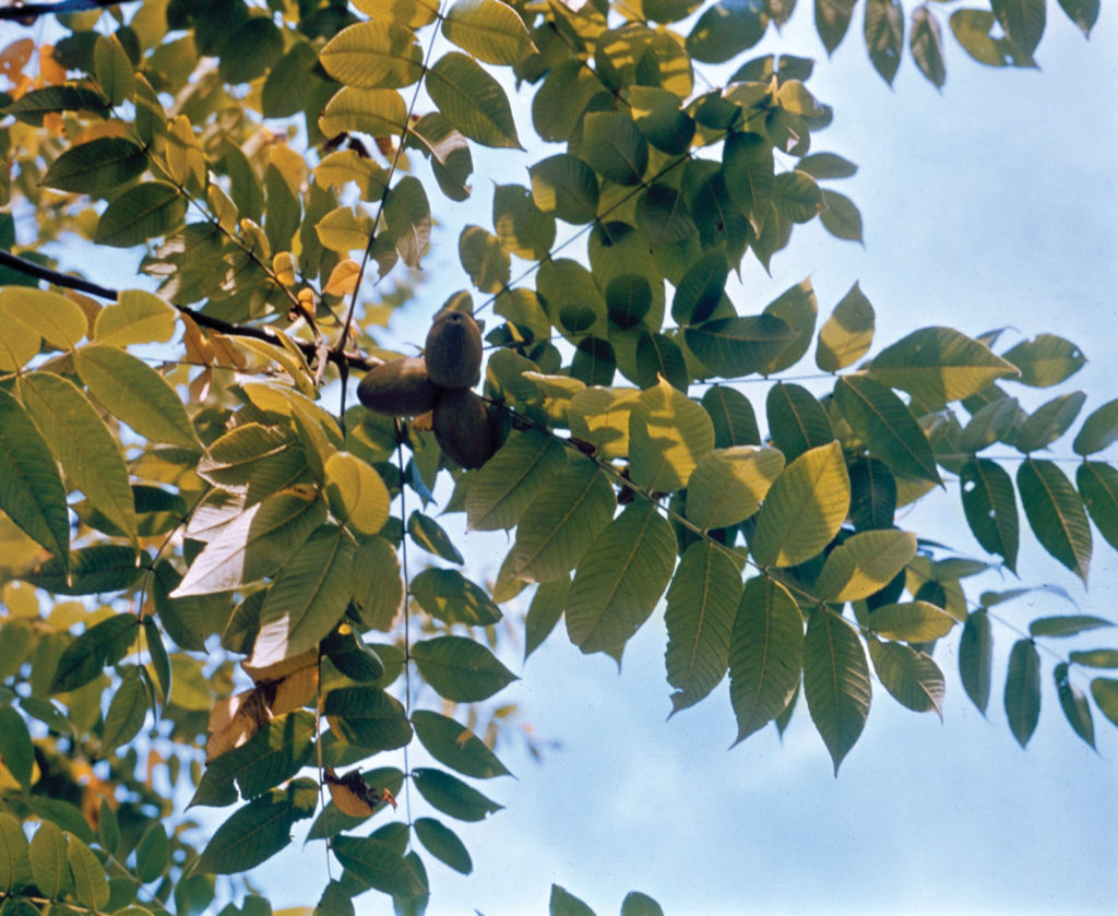 Identifying Butternut Trees in Ontario