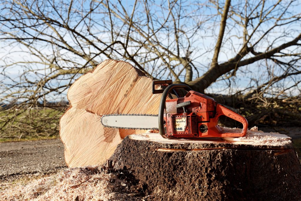 What’s the best time of year for tree removal and pruning?