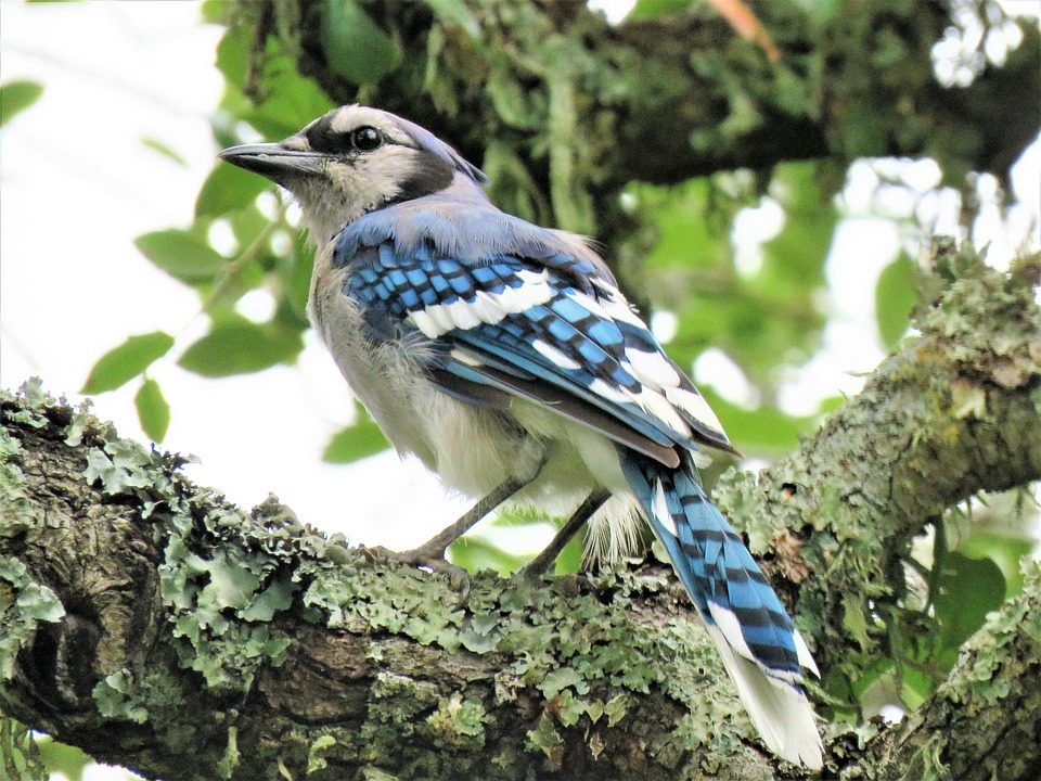 Best Trees and Shrubs for Bird Lovers