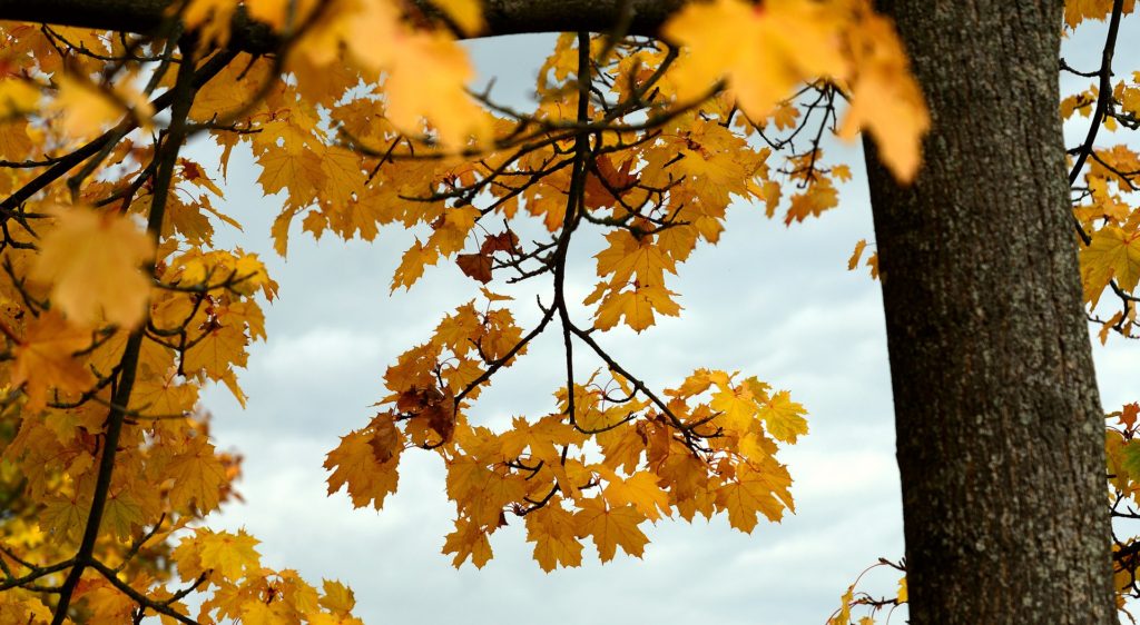 Sugar Maple in Ontario