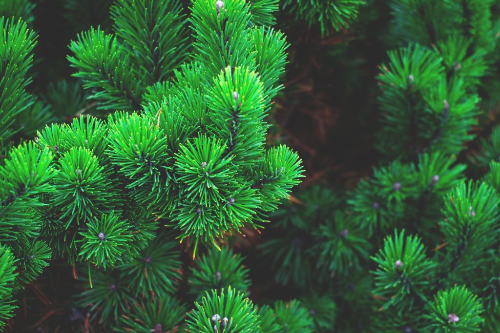 Identify Ontario's Evergreen Trees