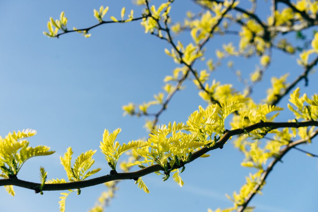 tree care for spring Ontario