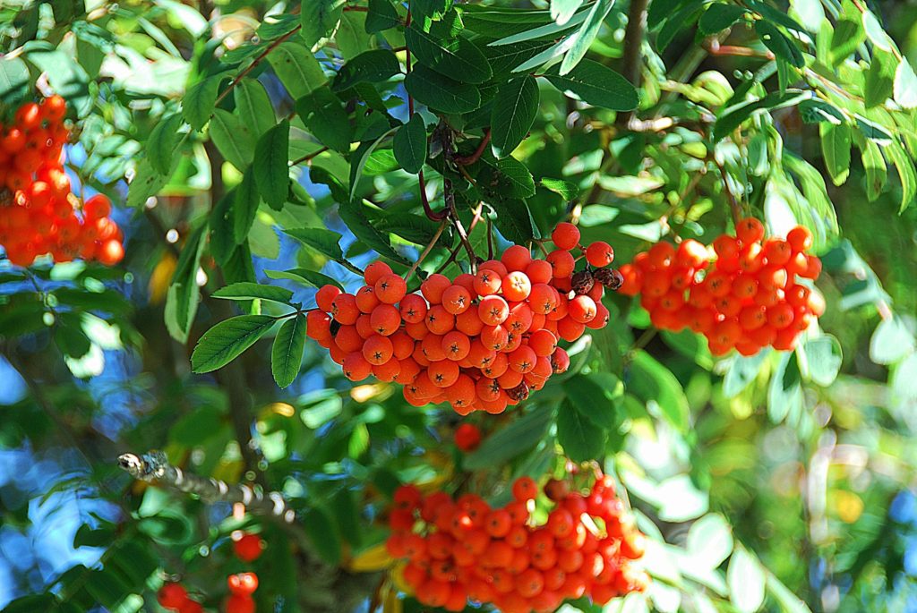 mountain ash trees in ontario berries