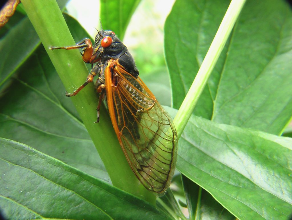 protect trees from cicadas